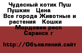 Чудесный котик Пуш-Пушкин › Цена ­ 1 200 - Все города Животные и растения » Кошки   . Мордовия респ.,Саранск г.